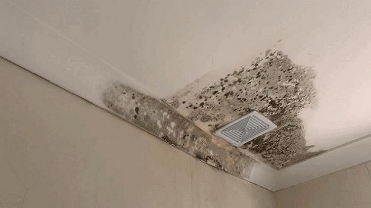 cara mengatasi plafon gypsum berjamur